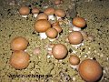 Agaricus bisporus-amf376-(culture)